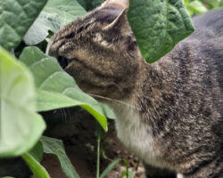 しましまの枝豆の妖精