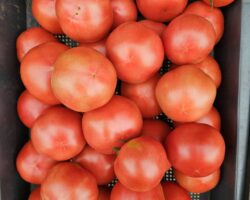 養鶏場の夏野菜