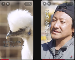 東京の農林水産業を紹介する「東京ルーツ」さんで 🐣伊藤養鶏場を紹介していただきました